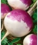 White Globe Purple TOP Turnip 5 LB.