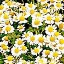 500 Roman Chamomile Chamaemelum Nobile Herb Flower Seeds