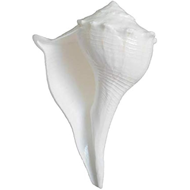 Festival Indian Dakshinavarti shankh Narayan Shank 3.5 inch - 5 inch , White by Indian Collectible