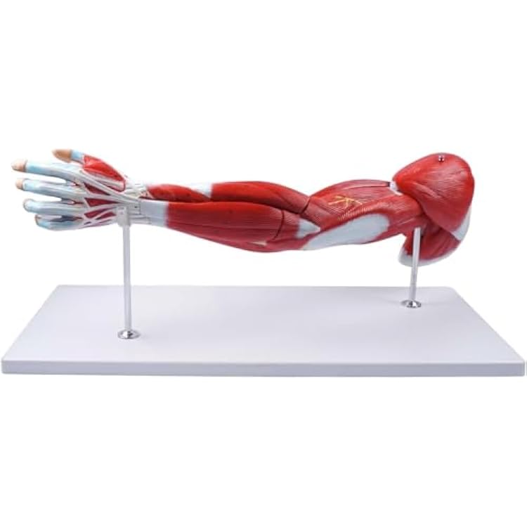 CHROX PVC Skeleton Models,3D Muscle Arm Teaching Model Arm Model Resin Scientific Arm Anatomical Muscle 7 Parts Numbered Muscles Shoulder Arm Hand