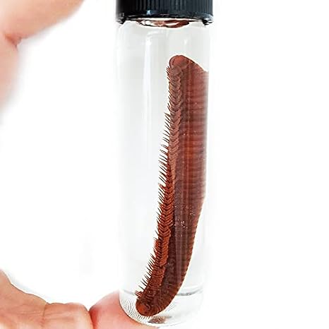 BicBugs Millipede Preserved Wet Specimen