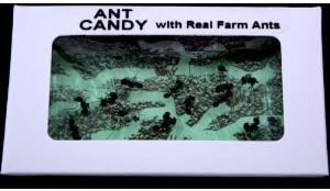 Ant Candy Apple- 1 Package