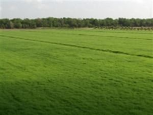 SeedRanch Bermuda Grass Seed Coated/Hulled - 20 Lb.