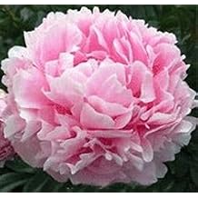 Elegant Flowering Perennials- Peony Sarah Bernhardt Double Pink Flowering, Nice Size Root, Plant, Beautiful Flowers