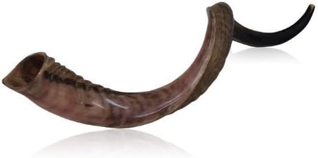 Half-Polished Finish Yemenite Kudu Horn Shofar