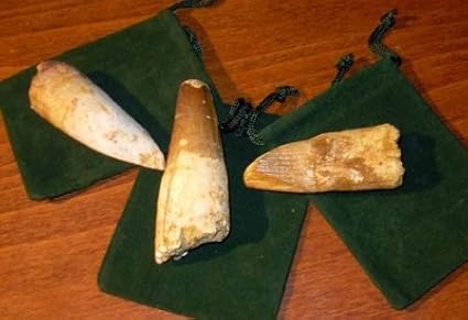 5Star-TD Dinosaur Tooth - 1 Genuine Spinosaurus Fossil Tooth - Extra Large!