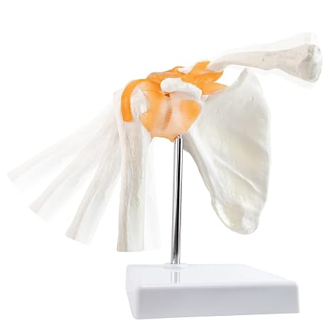 EVOTECH SCIENTIFIC Human Shoulder Joint Anatomy Model w/Ligament, Life Size | Human Shoulder Ligament Anatomy Replica of Norma Shoulder Joint for Medical Teaching Demonstration