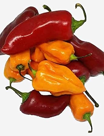 Fresh Habanero and Fresh Red Fresno Chili Peppers