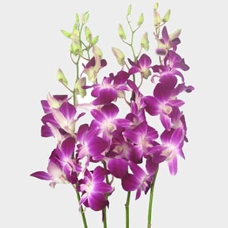 100pcs Dendrobium Orchid Flower Seeds