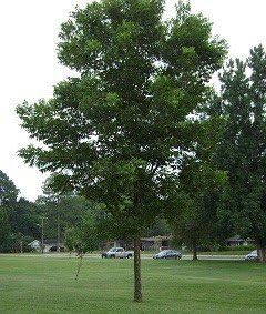 Desirable Pecan Tree - 2 Year Old