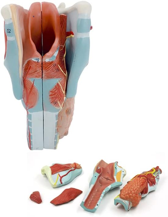 Larynx Model 2X Enlarged Human Throat Model Detachable Pharynx Anatomy Model for Classroom Instruction