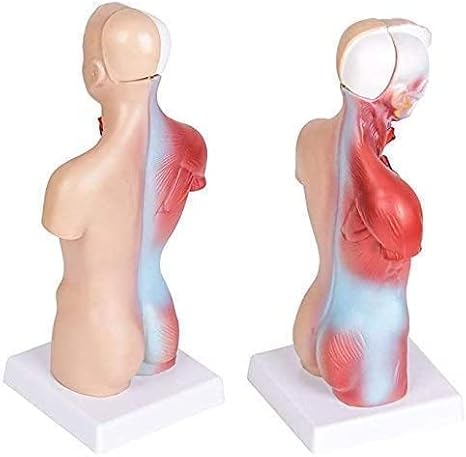 BONEW 26CM Human Torso Body Model Anatomy Anatomical Medical Internal Organs for Teaching Detachable Educational Medical Science Model