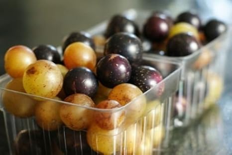 KVITER 12 Muscadine Mix Grape Vines Seeds (Vitis Rotundifolia) - Scuppernong Muscadine Heirloom Seed, Rich Flavor, High Yield - Grape Vines Fruit Seeds, Great for Outdoor Garden, Juicy Fruit