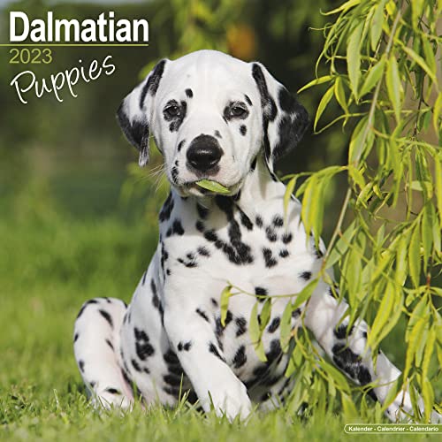 Dalmatian Puppies Calendar - Dog Breed Calendars - 2022 - 2023 wall calendars - 16 Month by Avonside Calendar Wall Calendar, August 15, 2022