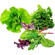 Lettuce Mix Seeds for Planting Home Garden Outdoors or Indoors - Variety Pack of Romaine - Butter - Gourmet Leaf Salad Mesclun Mix Blend - Lettuce Combo Pack.