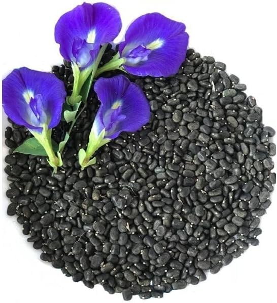 Butterfly Pea Flower Seeds, 100 Blue Butterfly Pea Vine Seeds (Clitoria Ternatea) by Mai's Family LLC