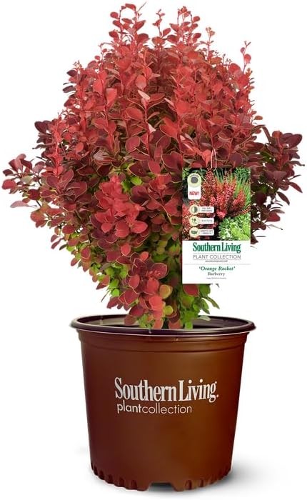 Southern Living Orange Rocket Barberry Shrub, Coral-Orange to Ruby Red Foliage, 1 Gallon