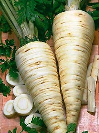 Seeds Herb Sugar Root Parsley Gray-White - 2000 Seeds