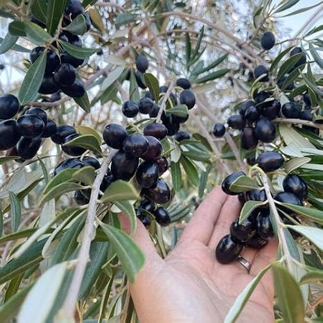 50Pcs Black Olives Fruit Seeds