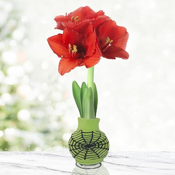 Webby Present Sweater Amaryllis Bulb Halloween Plant with Spiderweb Sweater Easy Indoor Growing, No Soil or Water Needed Red Amaryllis Flowers Bloom in 48 Weeks