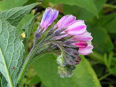 Five Comfrey Root Cuttings - Bocking 14 Cultivar - Comphrey - Knitbone by Marsh Creek Farmstead (5)