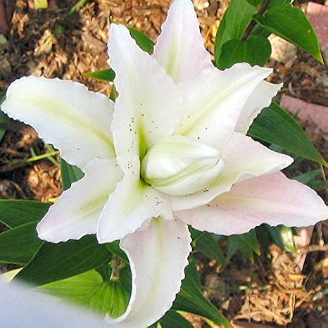 Soft Music Double Oriental Lilies Flower Bulbs - 3 Lily Bulbs per Pack - Pleasantly Scented - Attracts Butterflies and Hummingbirds - Good as Cut Flowers - Grows Well in Containers - Perennializing