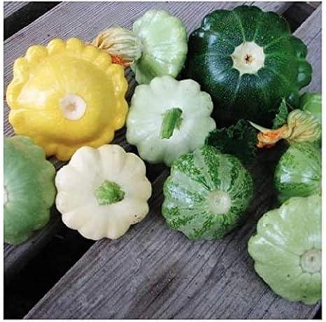 Heirloom Summer Scallop Blend Squash Seeds - Approximately 30 Seeds