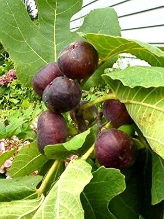 Fig Trees Chicago Hardy Includes Four (4) Plants with 4 Hello Organics Plant Tags