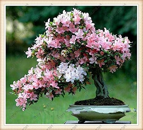 5 : Bonsai Tree Japanese Sakura Seeds. Rare Japanese Cherry Blossoms Flowers Seeds in Bonsai,Pink Prunus Serrulata 15 Seeds/Pack