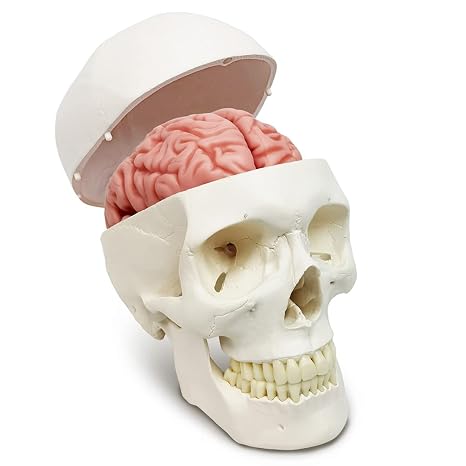 Human Skull and Brain Model, with Sutures Numbered, Life Size
