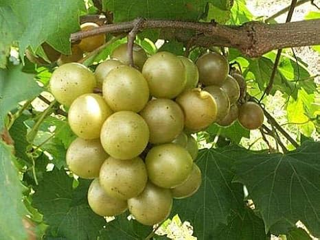 5pcs Green Muscadine Grape fruite Seeds Generic