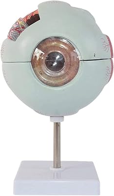 NGBFGDFV Educational Materials, Human Giant Eye Model - Human Eye Anatomical Model - 4D Vision Human Eye Medical Anatomy Model Eyeball Anatomical Model - Compatible with Study Display Teaching Medic