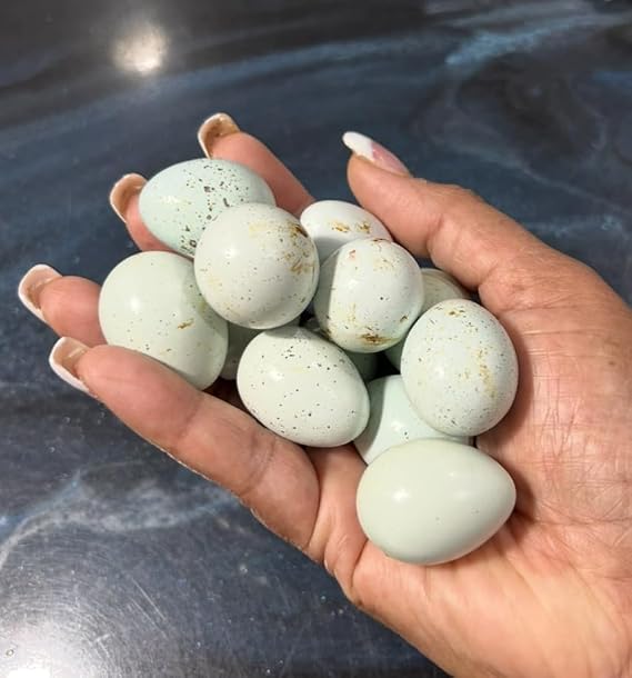 10 + Celadon Blue Coturnix Quail Hatching Eggs (10)