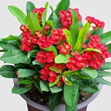 Potted Red Crown of Thorns Plant Euphorbia Milii Tree 6-12 Inc Tall, Cold Hardy Crowns of Christ Houseplant Succulents, Year-Round Flower Blooms