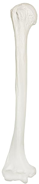 Axis Scientific Humerus Bone Model, Right | Cast from a Real Human Humerus Bone l Upper Arm Bone Model Has Realistic Texture and Important Bony