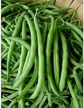 Bean Burpee Stringless Great Heirloom Garden Vegetable by Seed Kingdom BULK 1 Lb Seeds