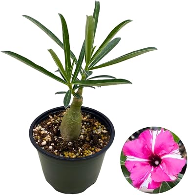 BubbleBlooms Desert Rose Purple Medal in a 4 inch Pot Extremely Rare Flower