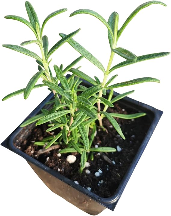 Rosemary, Spice Island (Salvia rosmarinus) Organic Plant in 2.5-inch Pot by Smoke Camp Crafts
