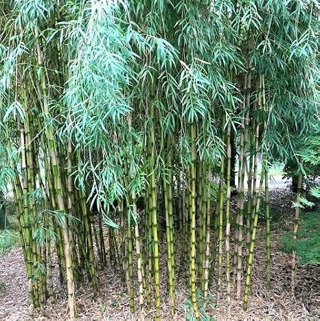 100pcs Green Fargesia Bamboo Tree Seeds