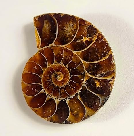 32mm Half Ammonite Fossil Shell Spiral Polished Natural Fossilized Gemstone Ammolite Crystal Decor Specimen - Madagascar (1PC)