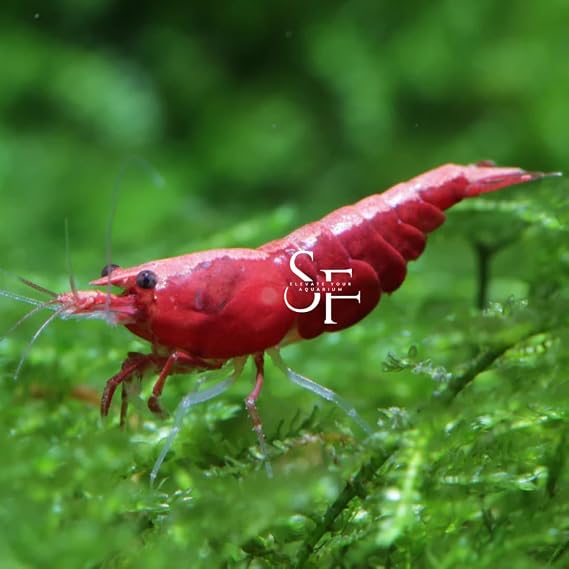 10+1 Red Cherry Neocaridinap Freshwater Aquarium Shrimps 1/4 to 1/2 inch Long.