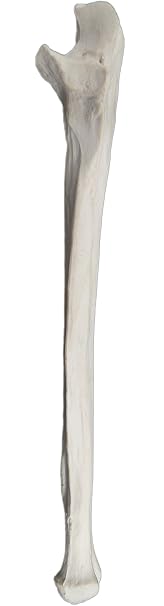 Ulna Bone Model - Left - Anatomically Accurate Human Ulnar Bone Replica - hBARSCI