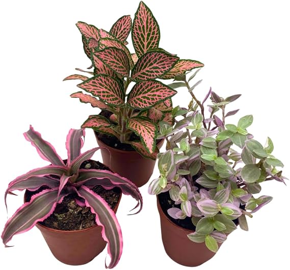 BubbleBlooms Pink House Plants Foliage Assortment Set of 3 in 2 inch pots
