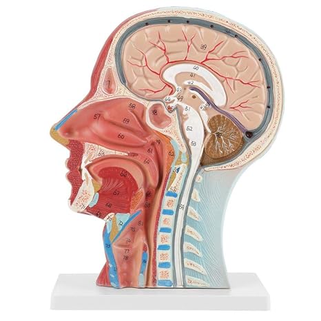 Anatomical Head Model, Life Size Half Head Brain Neck Section Study Display with Numbered Muscle Vessel Nerve Anatomy on Base for School Hospital PVC 27 x 20 x 10cm
