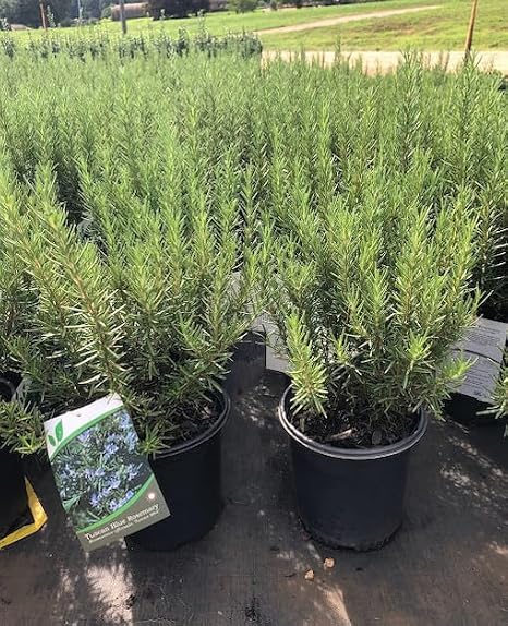 Pixies Gardens Tuscan Blue Rosemary 3 Gallon