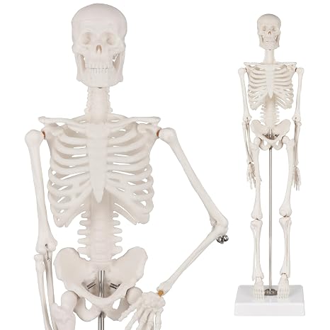 Ultrassist Human Skeleton Model, 17-Inch Desktop Display | Removable calvaria, movable jaw and limbs, PVC build, stand base for study or decor