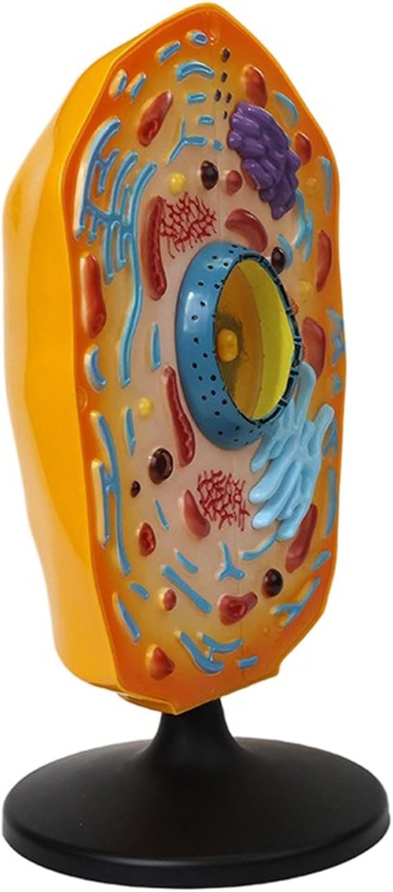 Anatomical Animal Cell Model with Removable Parts Classroom Demonstration Tool Biology Teaching Aid for Science Labs Anatomical Animal Cell Model