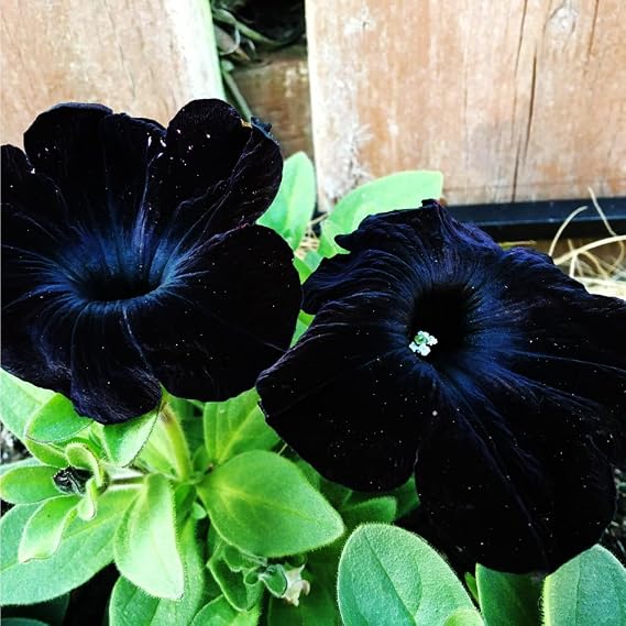 320+ Black Petunia Seeds for Planting,Dwarf Wave Petunia Flowers Seeds to Plant Garden Hanging Baskets Flower in Home Gardens