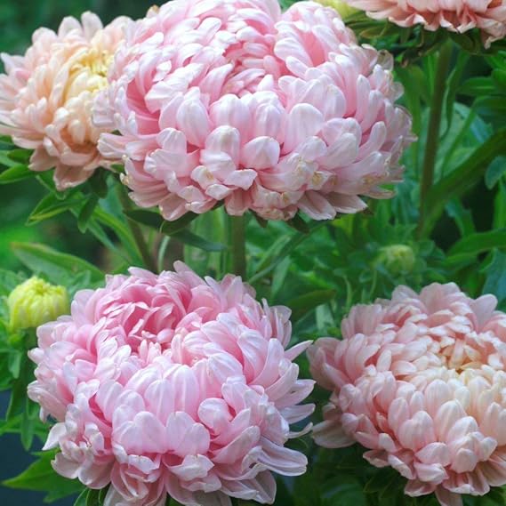 150 Delicate Pink Paeony Aster Seeds – Callistephus chinensis – Large Pink Peony-Style Flowers, Long-Lasting Cut Flowers – Annual Flower Seeds with Free Plant Tag