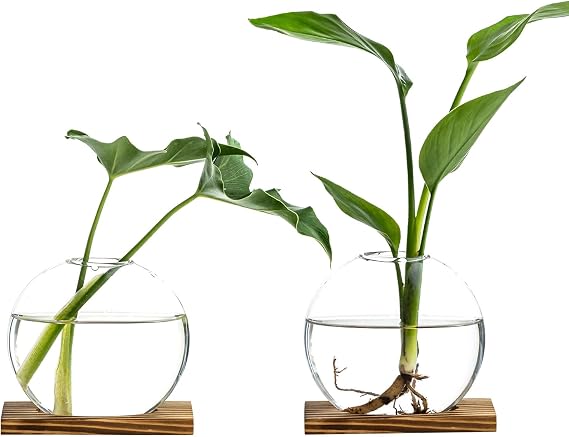 Propagation Vases for Plants - Glass Terrarium Planter with Wooden Stand, Small Desktop Oblate Hydroponic Propagation Vases for Modern Home & Office Decor (2)